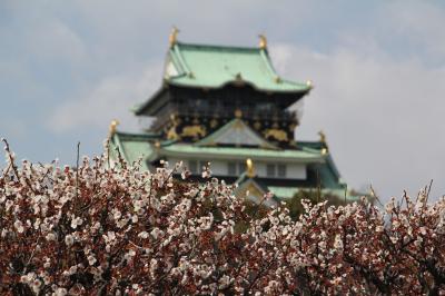 梅の花見に大阪城＋ぶら～り≒１８，９００歩
