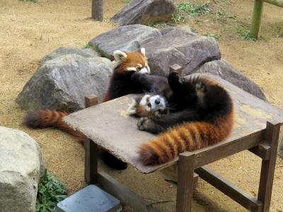 初春のレッサーパンダ紀行【３】 とくしま動物園　大きくなったね、しらたまちゃん＆みたらしちゃん！！ ようこそ、ポロロちゃん！！とくしまに新アイドル誕生です！！