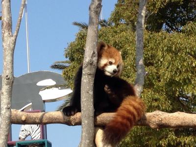 レッサーパンダ研究の旅〈6〉南紀白浜アドベンチャーワールド