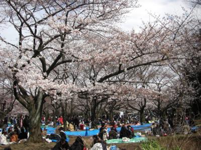 東京都　代々木公園お花見でウロウロ漫遊記