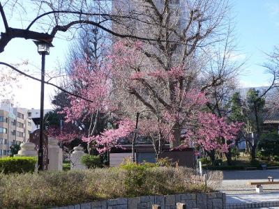 横網町公園の早咲きの桜チェック