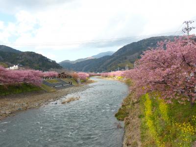 日帰りバスツアーで伊豆・河津桜をお花見散歩～2014.3.7～