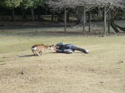 2014　（飲んだくれ）大人の遠足オフ会　奈良お水取り　（おまけのJALマイレージラン【5便】）