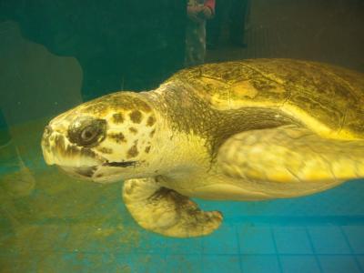 ★友達に会いに福井旅行★