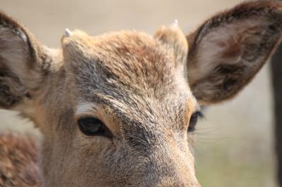 奈良遠足、延々宴会、ちょいシカちゃん☆お・み・ず・と・り　　お水取り～♪第四回大人の遠足は病人の慰労会に改名なのか？