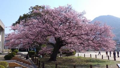 向島小学校（山口県防府市）の寒桜を見に