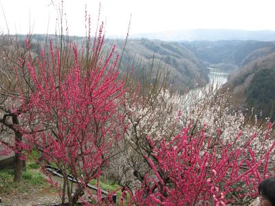 奈良市の月ヶ瀬梅林で４、５分咲きの梅の花観賞。
