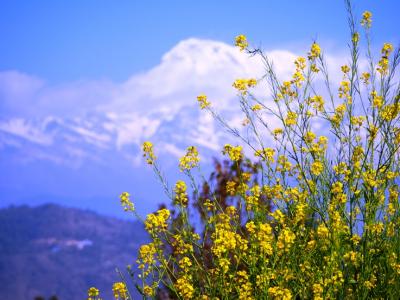 3月　ネパール　ポカラ　ラムコットハイキング　ヒマラヤの山々