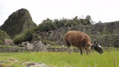 南米『イグアスの滝とマチュピチュ』の旅 ⑨ マチュピチュ