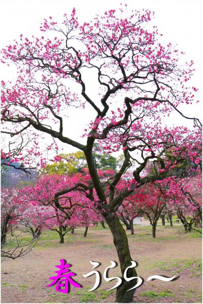 Solitary Journey ［1341］ 栗林公園で観梅♪ふんわりと甘い梅の香りに包まれました。＜春うらら～♪四国四県・車旅＞香川県高松市