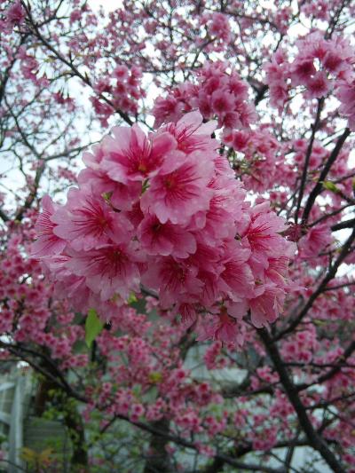 城址・東御廻りと初めてのナハテラス