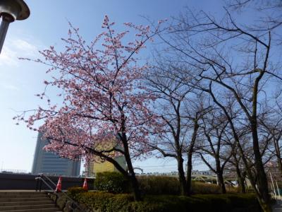 隅田公園（台東区側）で大寒桜