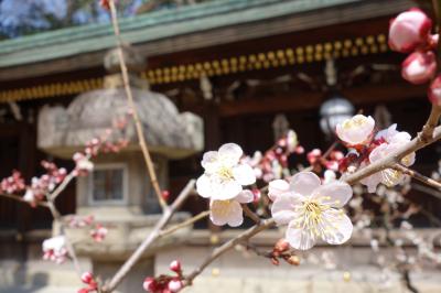 北野天満宮の梅、見ごろです　２０１４