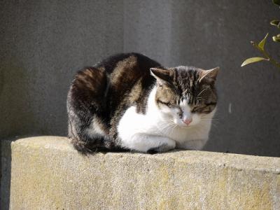 震災から3年　タクシーで行く被災地めぐり6　　～田代島～