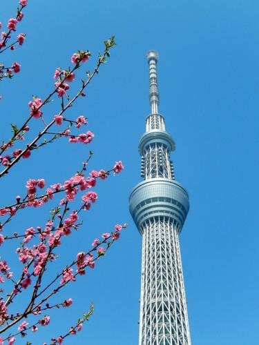 2日目は　スカイツリーへ　・.＊.・.＊.・.*.・