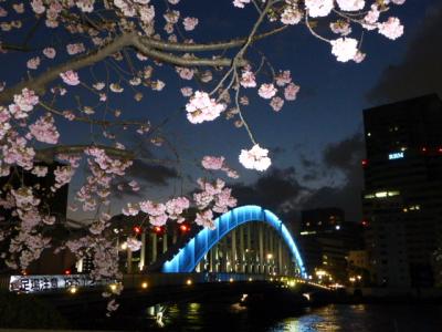 永代橋付近の夜桜と江東区で今見れる桜