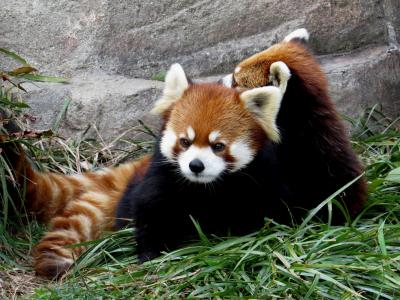 初春のレッサーパンダ紀行【４】王子動物園　ようこそ神戸へ、ミンファちゃん！！ 恋の季節に間に合ってよかったね、ガイア君！！