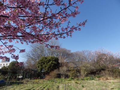 桜が咲いた！ご近所で楽しむ里の春！さいたま市見沼区