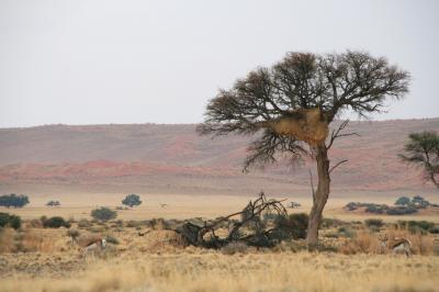ナミビア　エトーシャ国立公園へ移動
