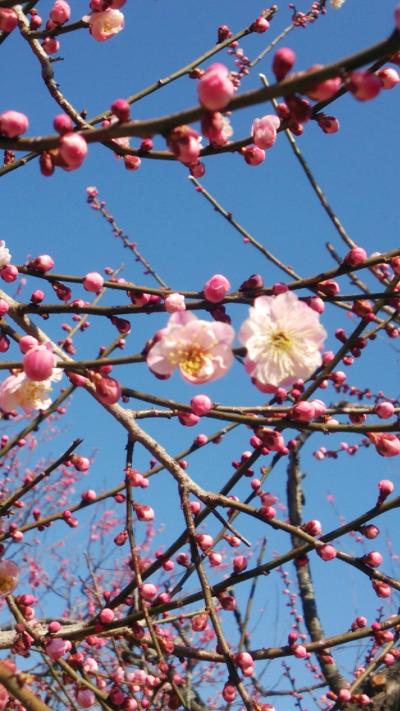 偕楽園 梅祭り