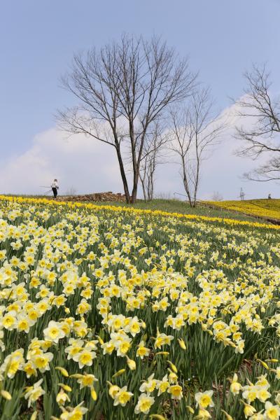 Solitary Journey ［1355］ 春の喜び“スイセンファンタジー２０１４”＆早春の花“クロッカス”＜備北丘陵公園・みのりの里＞広島県庄原市