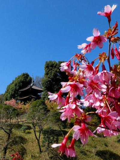 椿山荘の春はすぐそこです