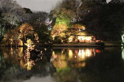 駒込　六義園　　しだれ桜はまだつぼみだったけれど…ライトアップにわくわく！