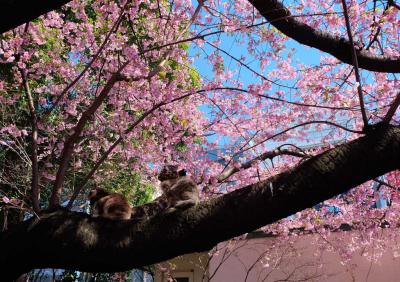 春の上野散歩　もう一度　交番前の桜たちに。。会いたくて。。編
