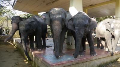 ミャンマー 2014 ヤンゴン動物園③