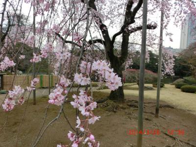 小石川後楽園の「枝垂れ桜」
