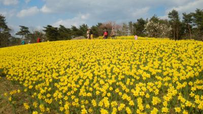ひたち海浜公園 スイセンの丘