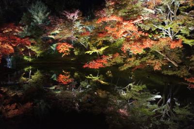 京の夜紅葉、京の味