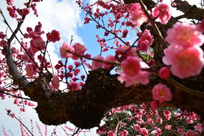 週末プチ旅2014/3あをによし奈良の春。