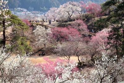 日本一にも選ばれた美しい景色・吉野梅郷 (梅の公園)梅まつり