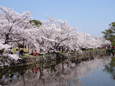 小城公園訪問記 in 佐賀　（桜を求めて）