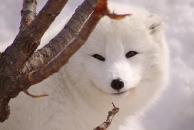 冬の旭山動物園