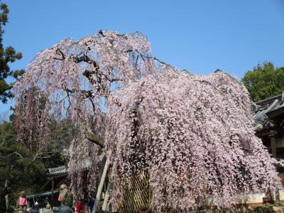 満開の枝垂れ桜と青空☆病院帰りは、氷室神社へＧＯヽ(^o^)丿