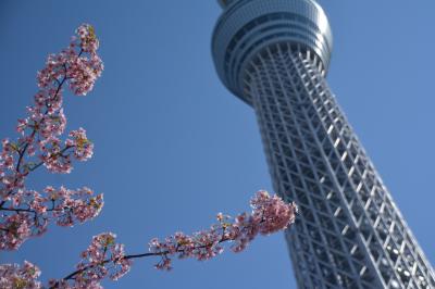 東京スカイツリーと河津桜