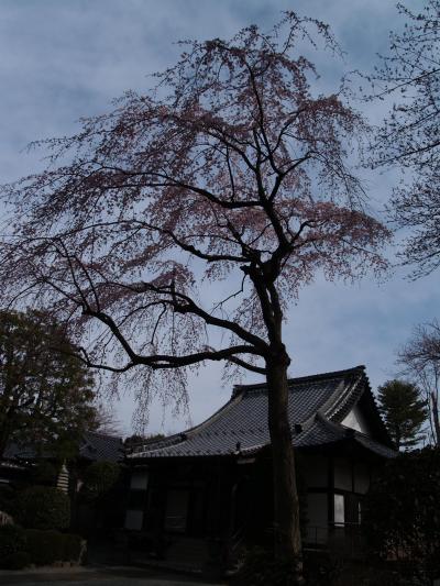 光長寺（横浜市栄区飯島町）の枝垂れ桜－2014年