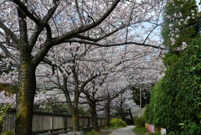 伊東温泉　松川遊歩道の染井吉野は、ほぼ満開　見頃を迎えています　２０１４年３月２９日