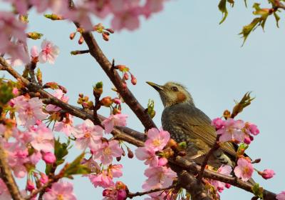 いつもの散歩道にも春が来た！　2014年3月