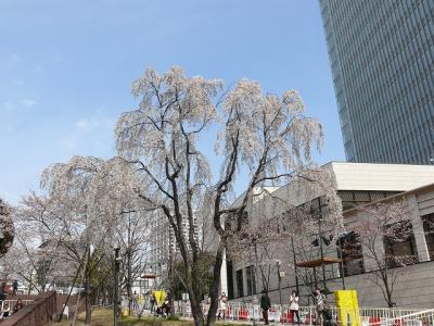赤坂で枝垂桜