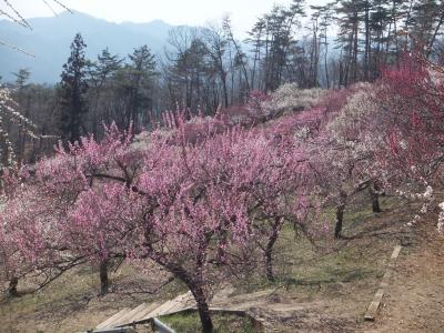 春の宝登山