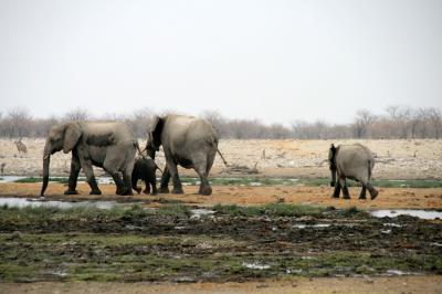 エトーシャ国立公園