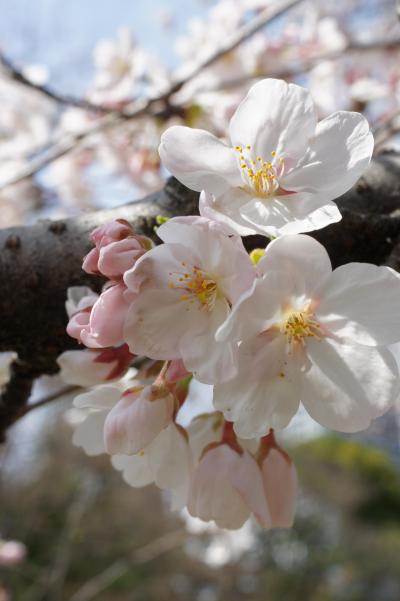 20140329-2 浜離宮庭園 桜がボチボチ咲いていたり、すっかり春です
