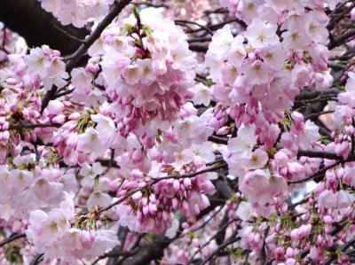 お花見寄り道、新宿御苑