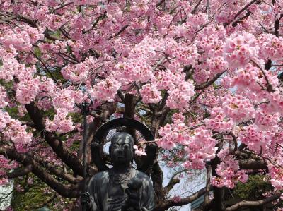 川口安行　密蔵院　安行桜☆2014/03/28