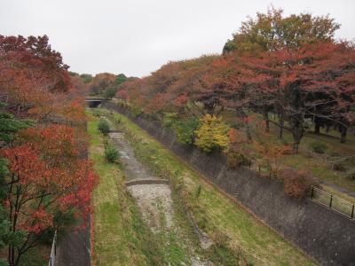 紅葉、昭和記念公園。