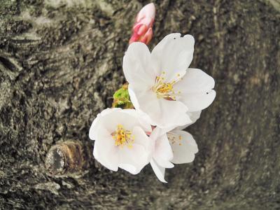 雨の中のお花見って結構面白かった（^v^）！？本日ほとんど生中継（笑）