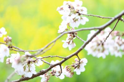 花霞につつまれて−熊谷桜堤−